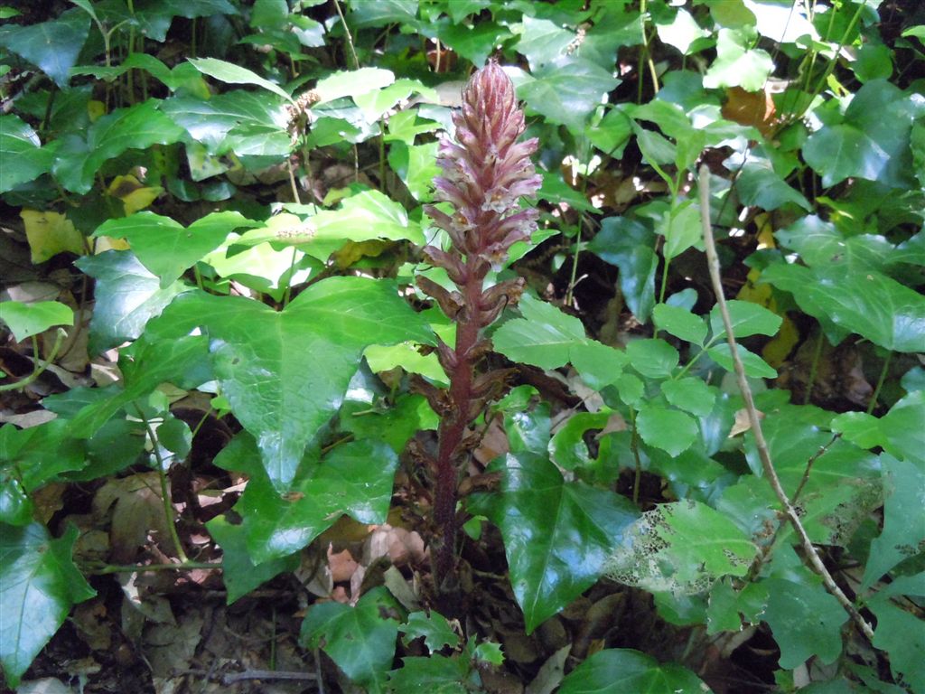 Orobanche hederae / Succiamele dell''edera